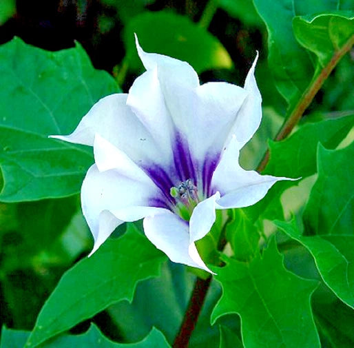 Datura Stramonium Jamestown Strain JimsonWeed ThornApple Refrigerated Seeds – Heirloom, Non-GMO, High Germination Organic Garden Seeds