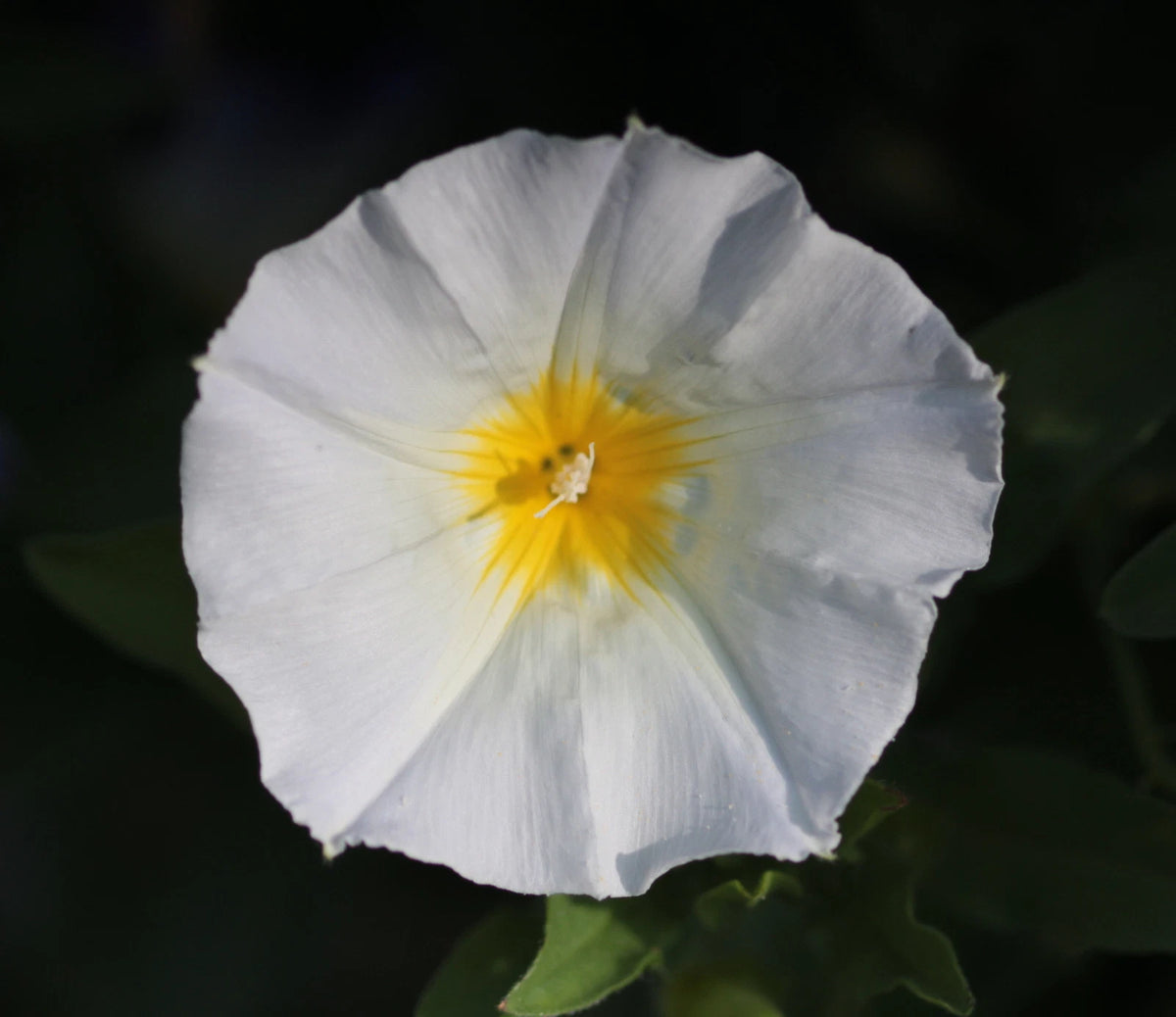 CONVOLVULUS TRICOLOR Seeds Dwarf Morning Glory Ensign White heirloom non-gmo seeds