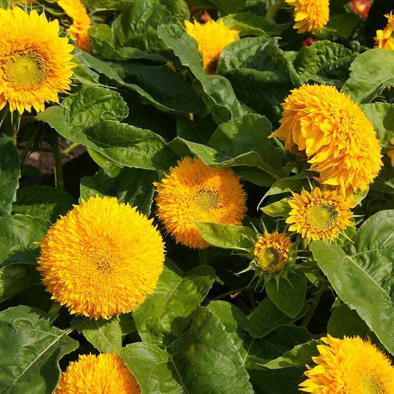 Sunflower TEDDY BEAR SUNGOLD Dwarf Hummingbirds Finches Love Seeds Helianthus annuus heirloom non-gmo seeds