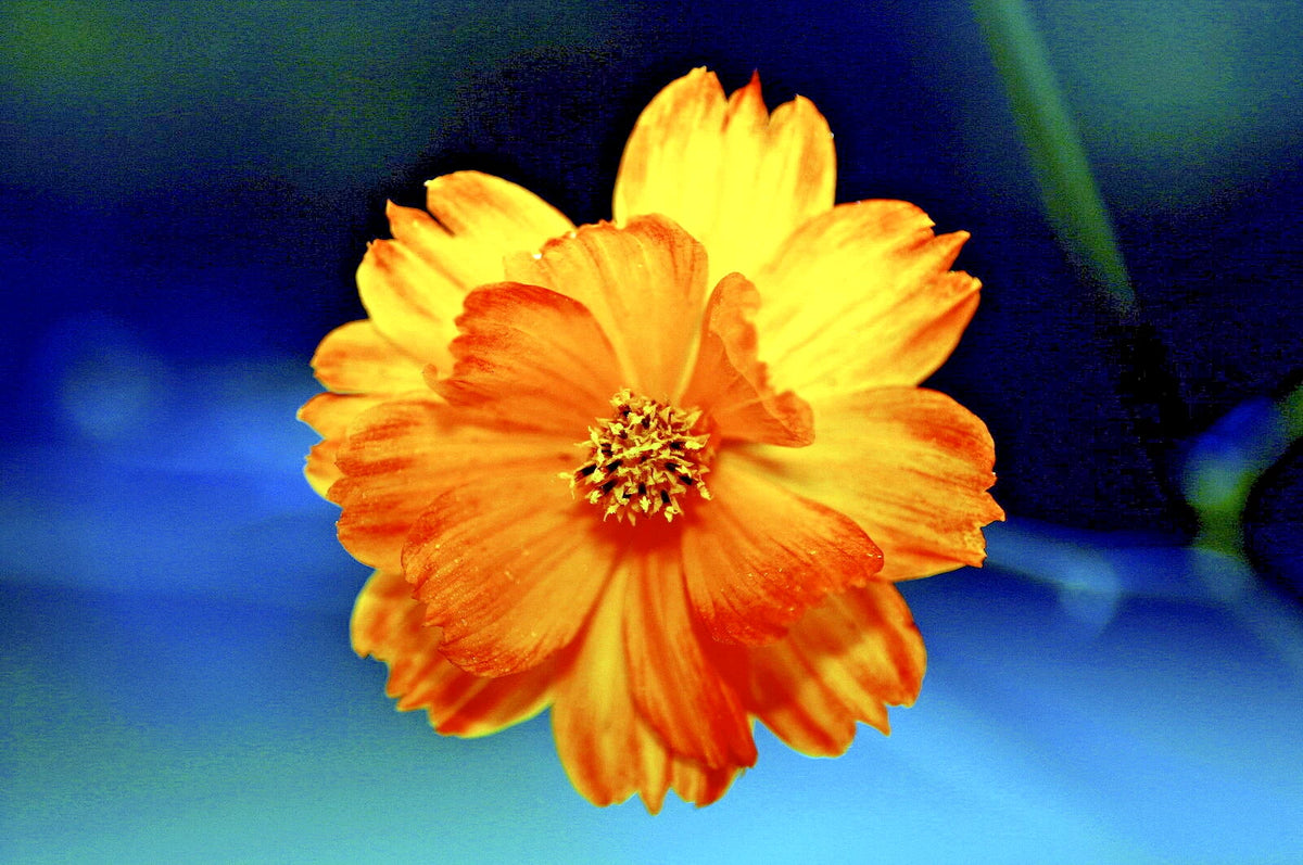 DOUBLE ORANGE COSMOS Seeds Cosmos sulphureus Annual Flower House Plant – Heirloom, Non-GMO, High Germination Organic Garden Seeds