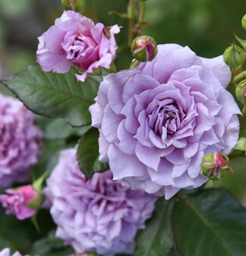Colin Craven Rose Seeds - Seeds - Rose Flower Gardening heirloom non-GMO seeds
