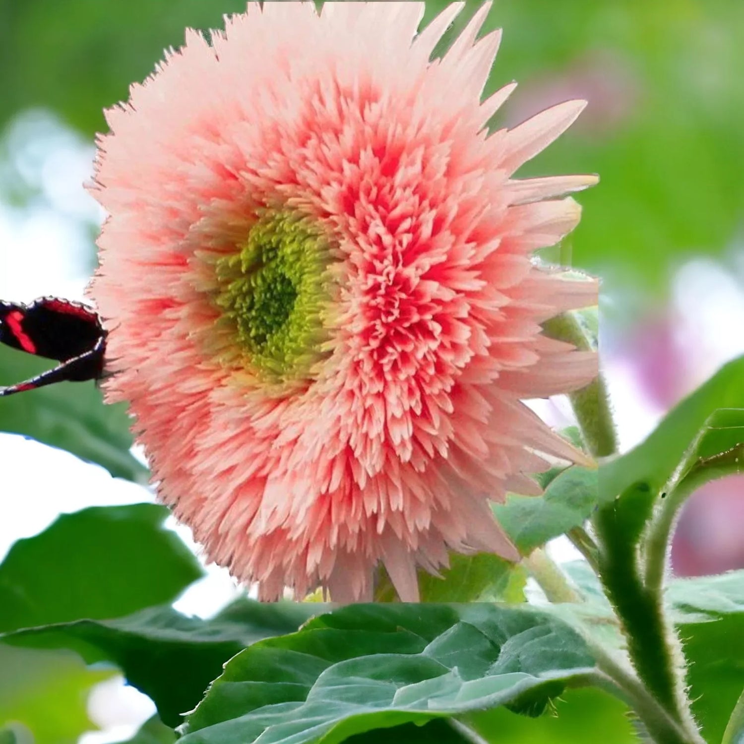 Pink Pooh Sunflower Seeds - Unique Pink Blooms – Heirloom, Non-GMO, High Germination Organic Garden Seeds