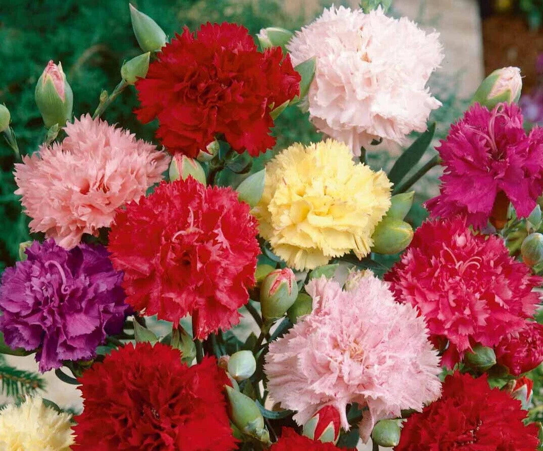 Clove Carnation Flower Seeds Chabaud Mix Doubles Dianthus heirloom non-gmo seeds