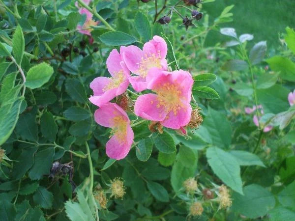 Rosa arkansas Wild Prarie Rose Seeds heirloom non-gmo seeds