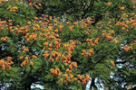 Colvillea racemosa Colville s Glory Tree Whip Tree Seeds heirloom non-gmo seeds