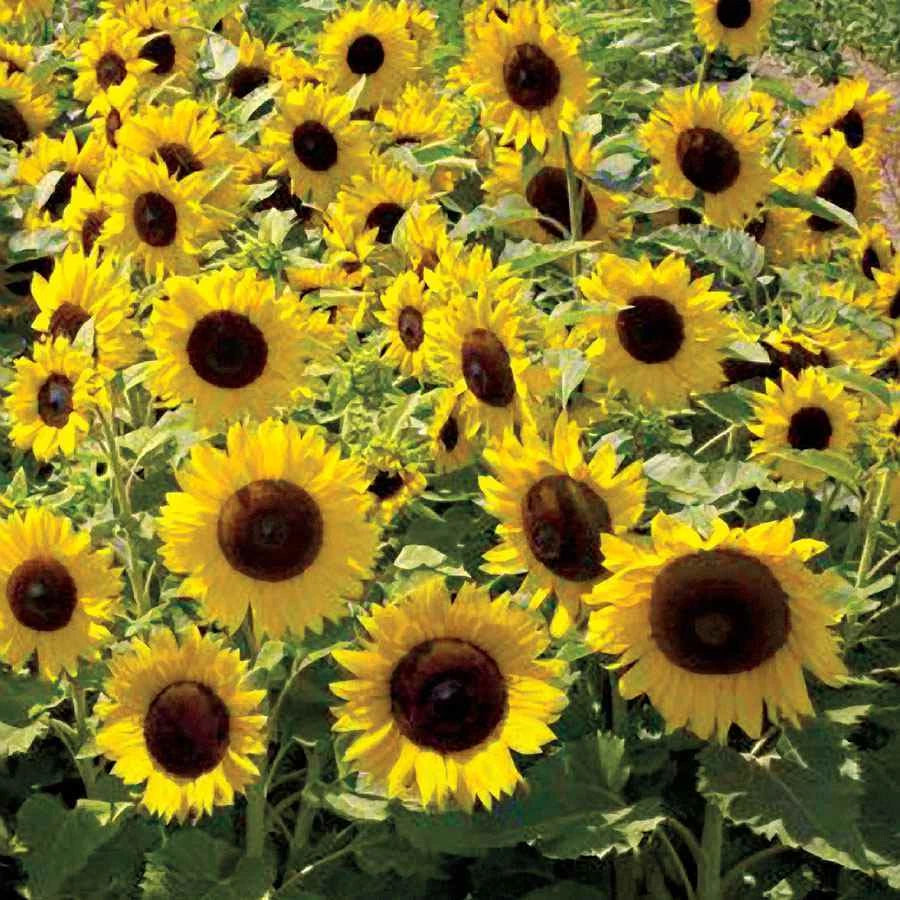 Sunflower DWARFIE DWARF MIX Butterflies Bees Birds Goldfinches Seeds – Heirloom, Non-GMO, High Germination Organic Garden Seeds