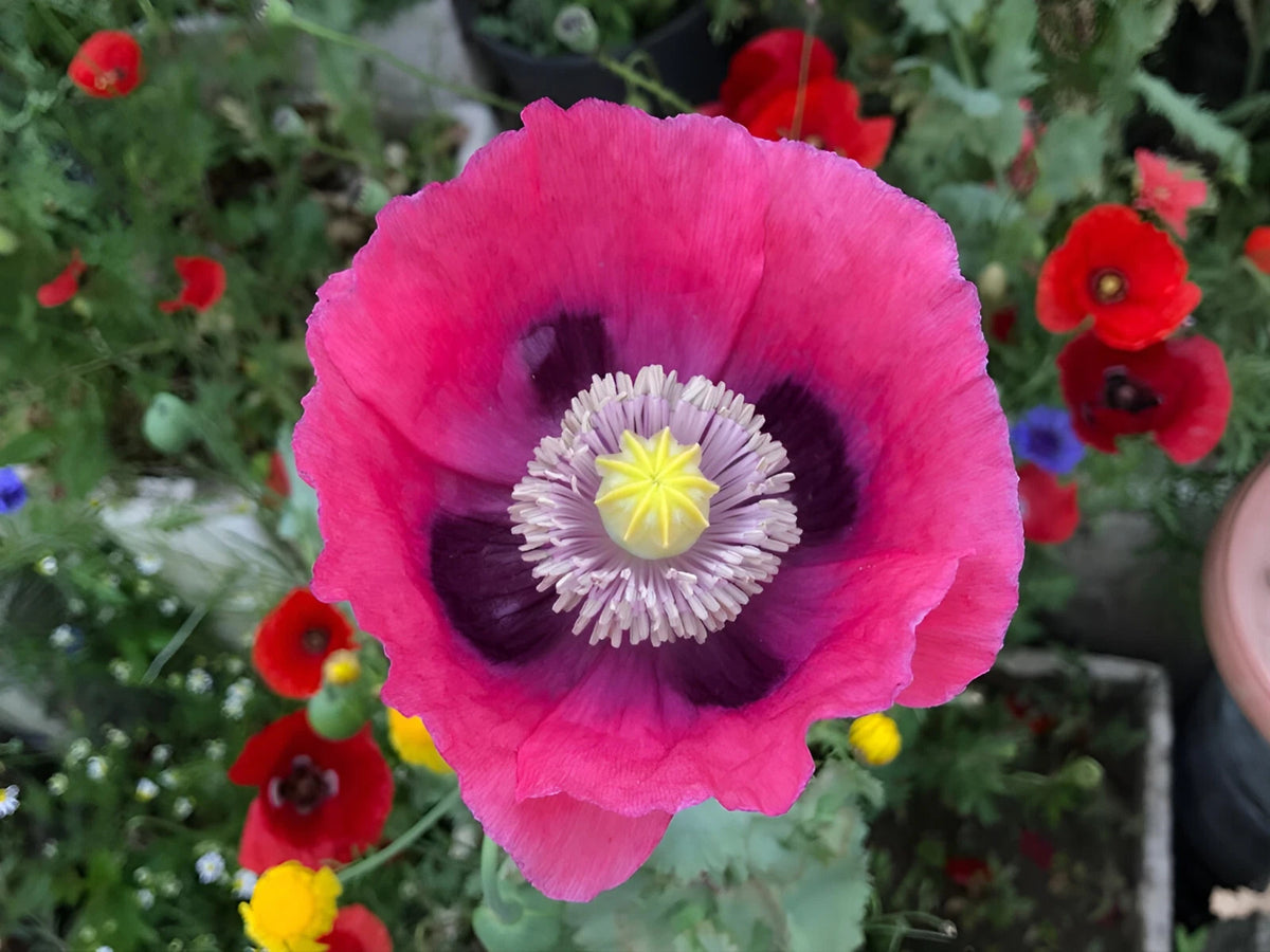 Rare Pink Dawn Poppy Seeds - P Somniferum Giant Bubblegum Pink Blooms – Heirloom, Non-GMO, High Germination Organic Garden Seeds