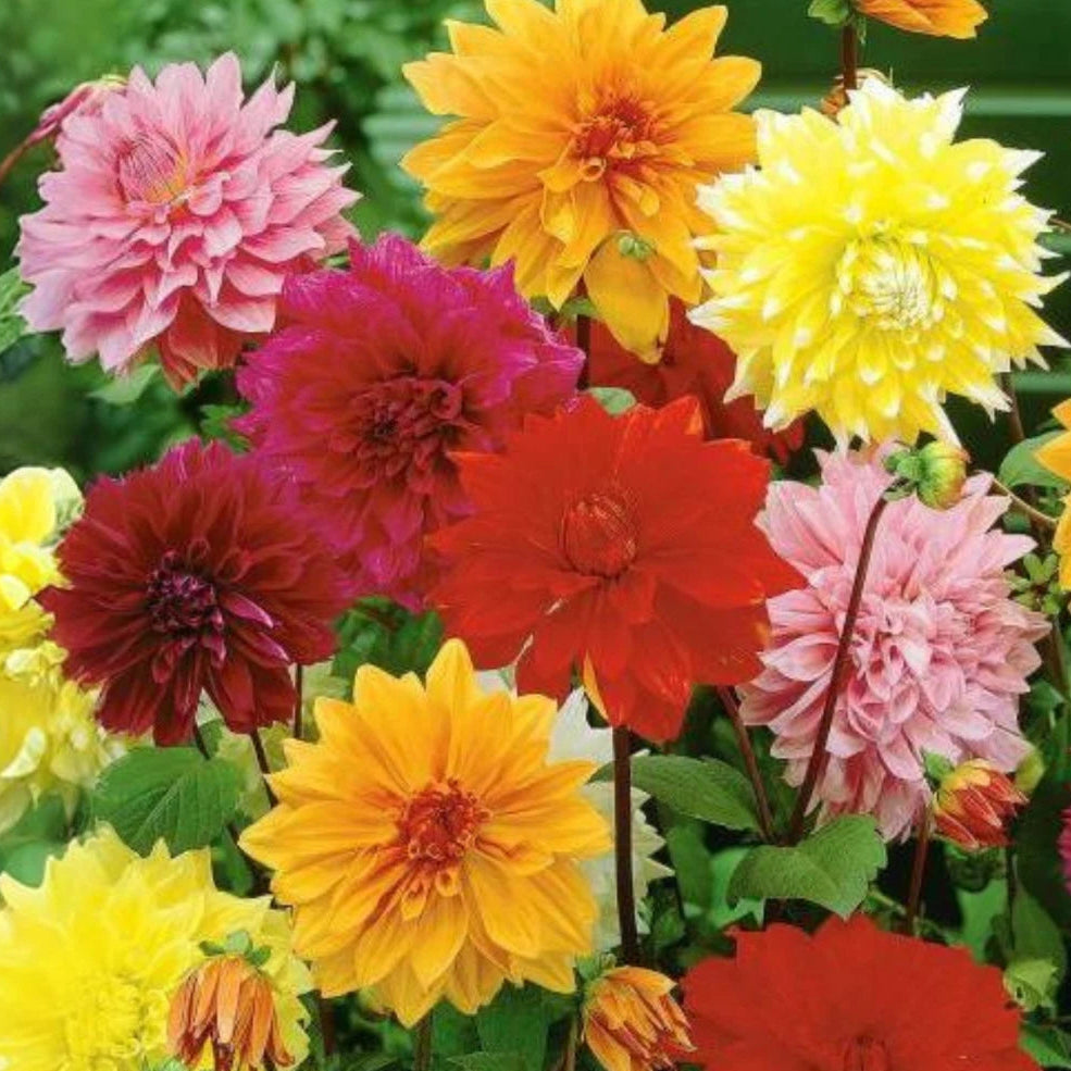 Seeds Dinnerplate Mix Dahlia Flower Seeds D082 heirloom non-GMO seeds