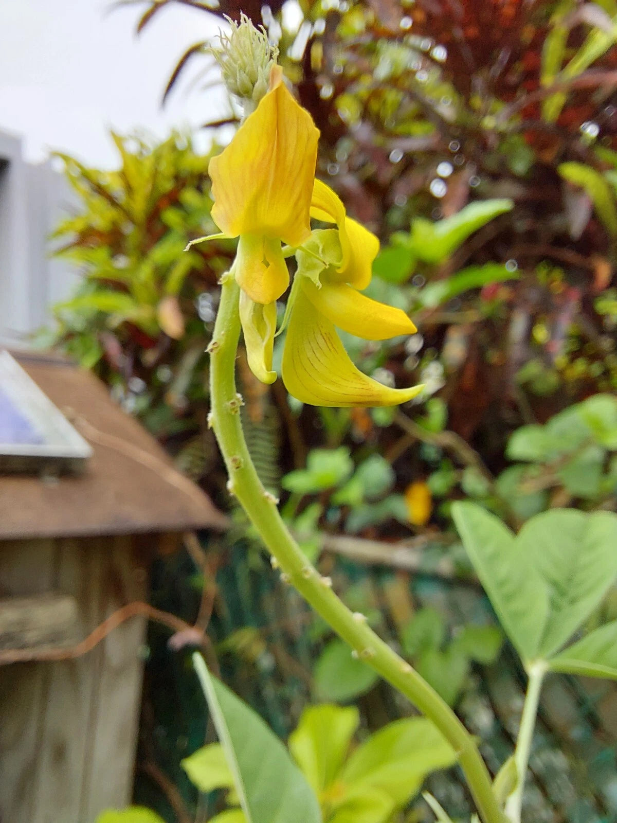 Smooth Rattlebox Crotalaria Pallida Seeds From Puerto Rico – Heirloom, Non-GMO, High Germination Organic Garden Seeds