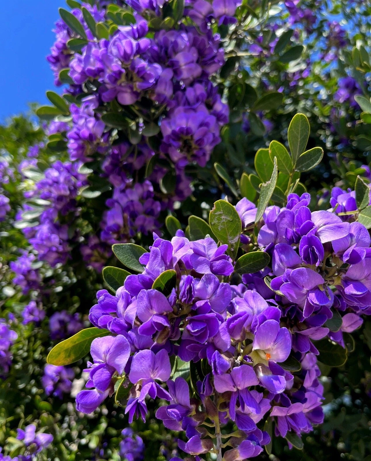 TEXAS MOUNTAIN LAUREL FLOWER TREE SEEDS Sophora Secundiflora Mescal Bean – Heirloom, Non-GMO, High Germination Organic Garden Seeds