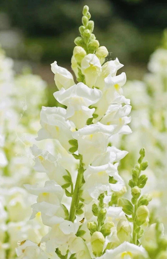 SNAPDRAGON SNOWFLAKE BOUQUET FLOWER SEED HARVEST heirloom non-GMO seeds