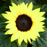 LEMON QUEEN TALL Sunflower Seeds Yellow Flower Helianthus annuus heirloom non-gmo seeds