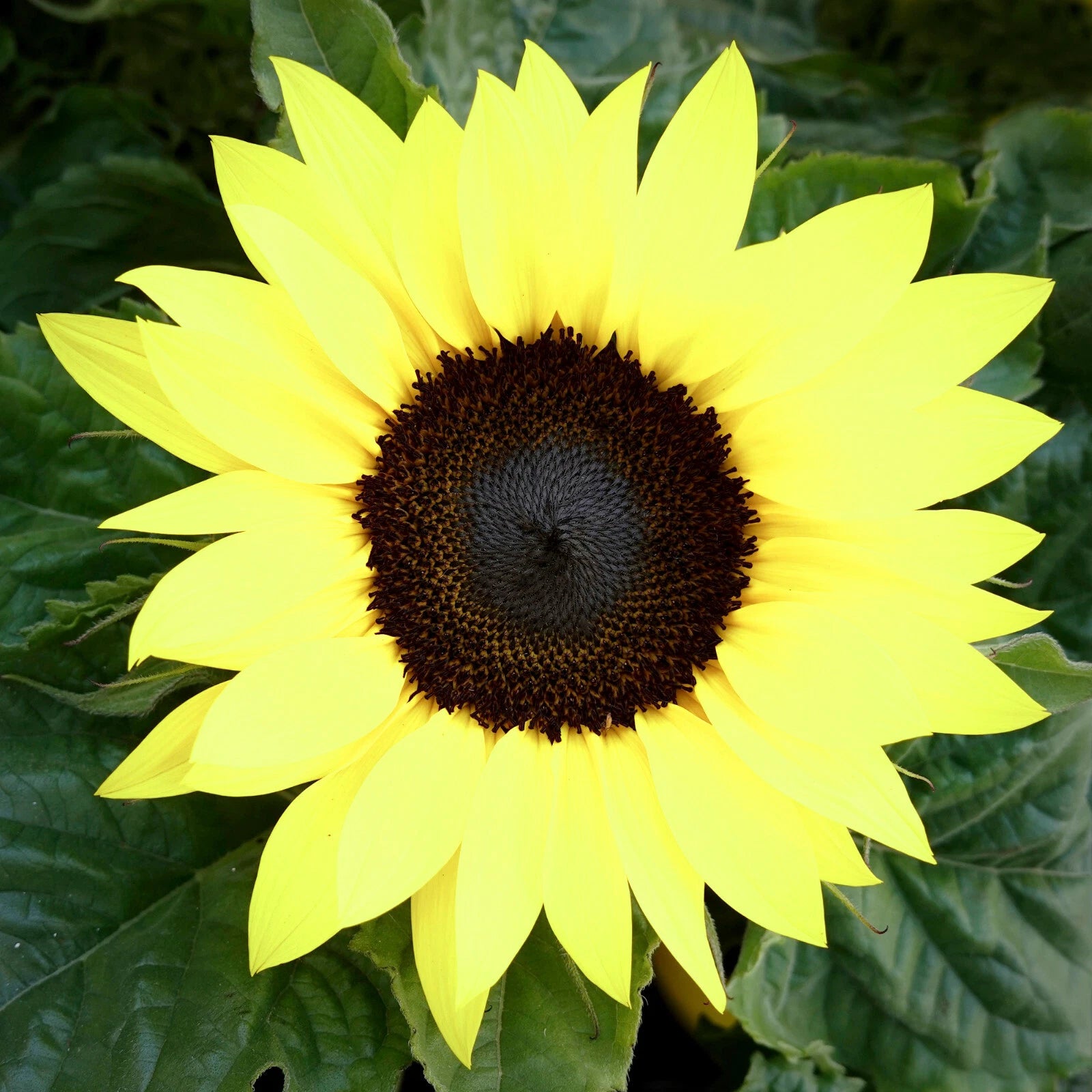 LEMON QUEEN TALL Sunflower Seeds Yellow Flower Helianthus annuus heirloom non-gmo seeds