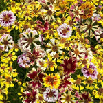 Coreopsis Incredible Seashells Mix Seeds heirloom non-gmo seeds