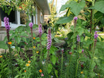 Blazing Star Seeds Seeds Shipping heirloom non-gmo seeds