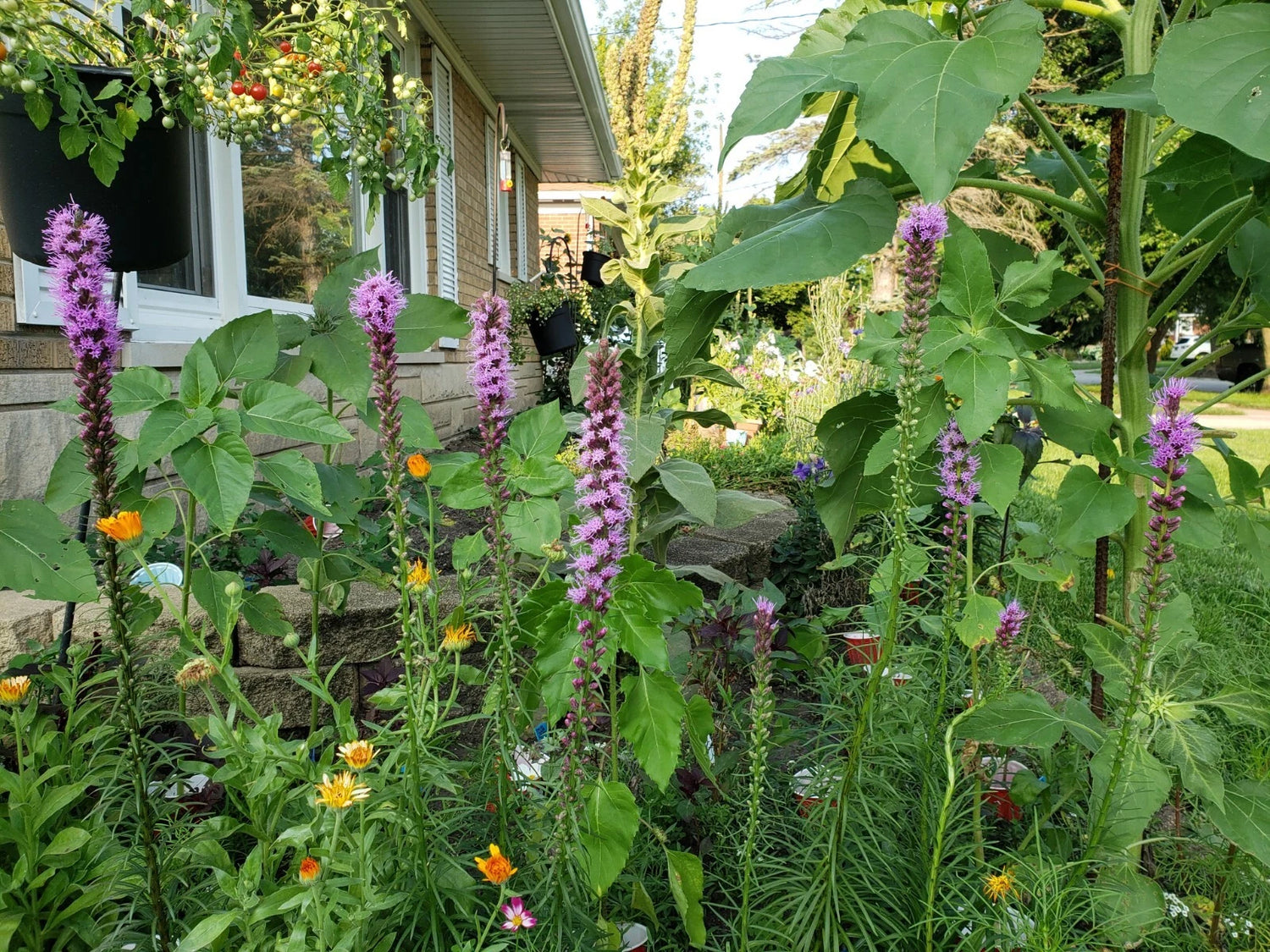 Blazing Star Seeds Seeds Shipping heirloom non-gmo seeds