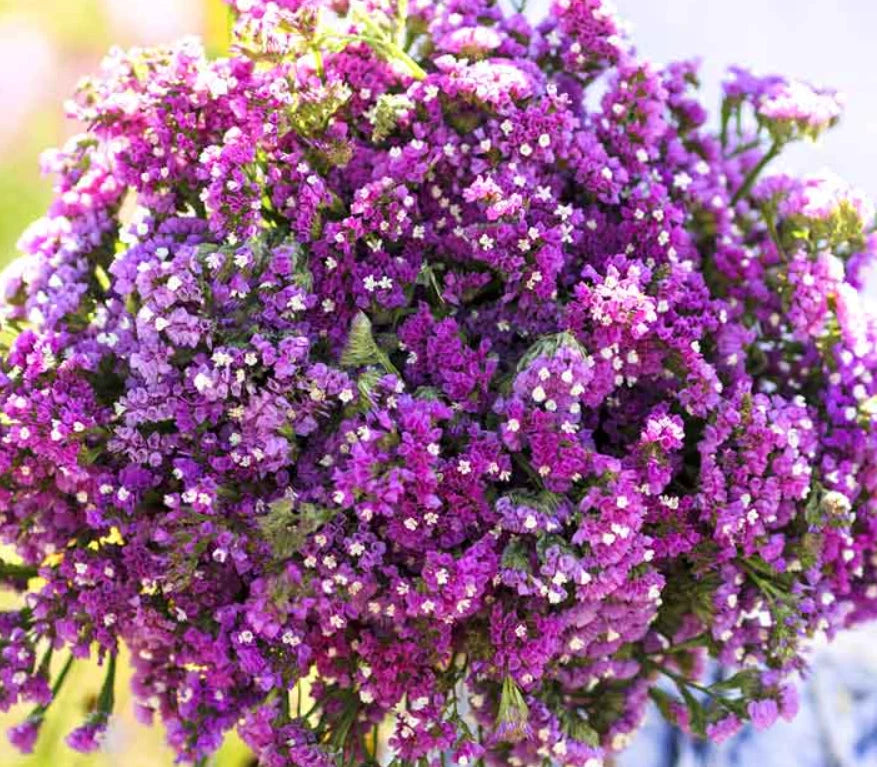 Statice TWILIGHT Purple Cut Flowers Dried Arrangements Reseeds Seeds heirloom non-gmo seeds