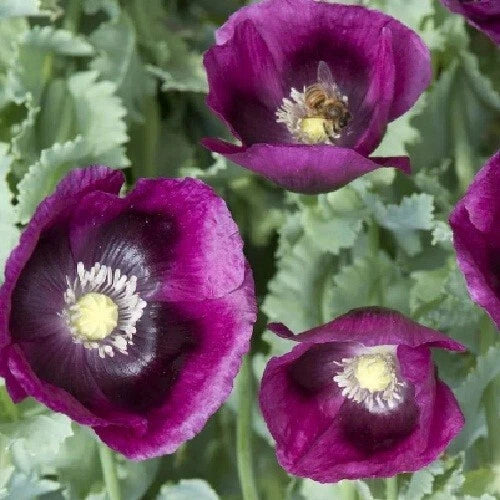 Lauren s Grape Papever Somniferum Poppy Seeds Great Reseller – Heirloom, Non-GMO, High Germination Organic Garden Seeds