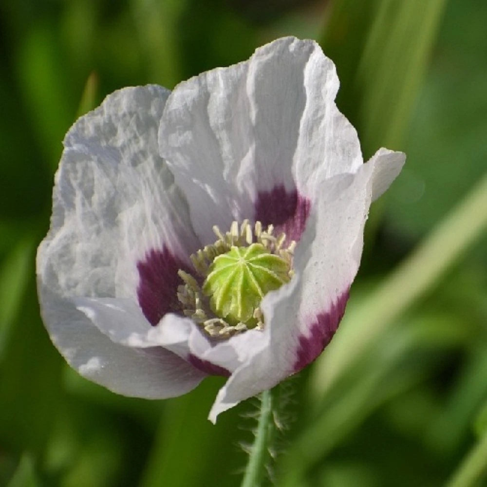 Stratified Tasmanian Poppy Seeds P Somniferum Harvest For Planting – Heirloom, Non-GMO, High Germination Organic Garden Seeds