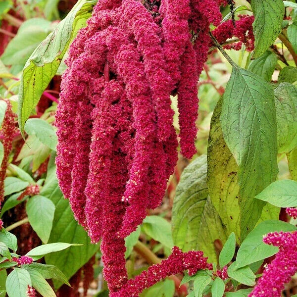 AMARANTHUS LOVE LIES BLEEDING Flower Seeds Container Garden Poor Soils Easy – Heirloom, Non-GMO, High Germination Organic Garden Seeds