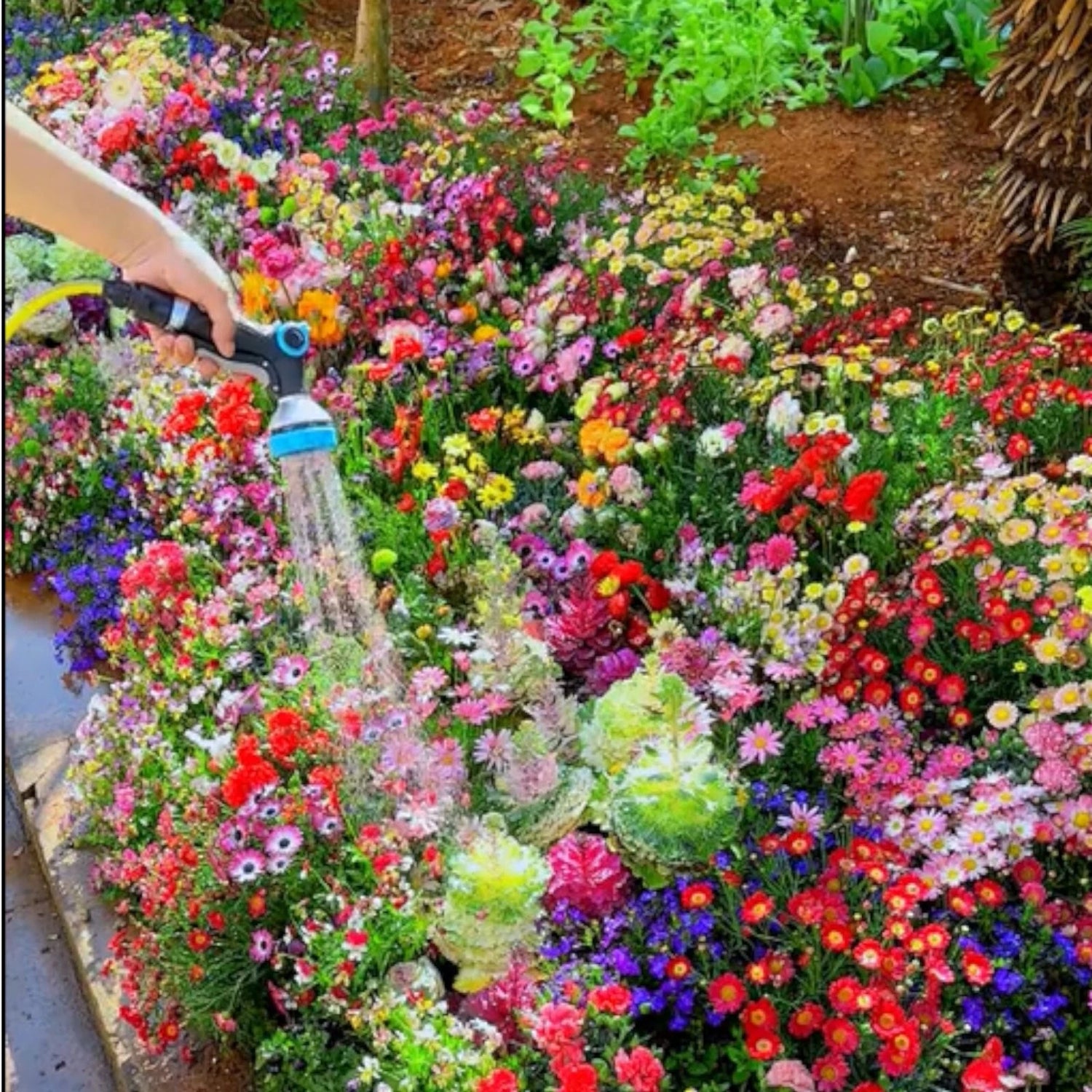 Seasonal Enchantment Garden - Mixed Perennial Flower Seeds Collection – Heirloom, Non-GMO, High Germination Organic Garden Seeds