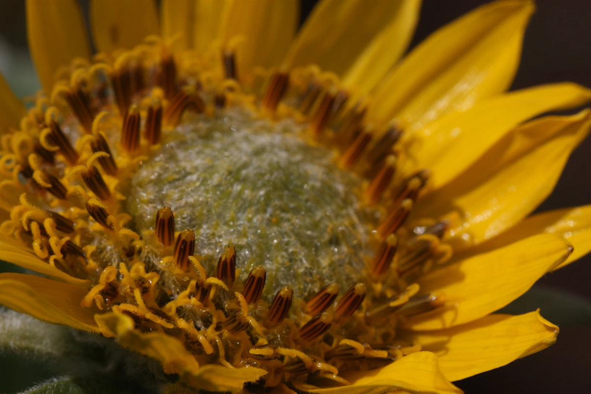BALSAMORHIZA DELTOIDEA Seeds Deltoid Balsamroot shipping heirloom non-gmo seeds