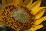 BALSAMORHIZA DELTOIDEA Seeds Deltoid Balsamroot shipping heirloom non-gmo seeds