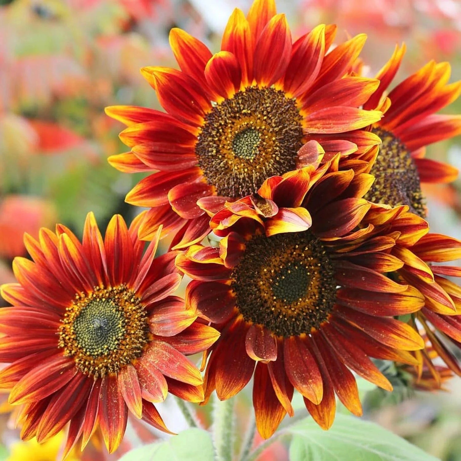 Species Mix Variety Sunflower Seeds Unique and Varied Garden – Heirloom, Non-GMO, High Germination Organic Garden Seeds