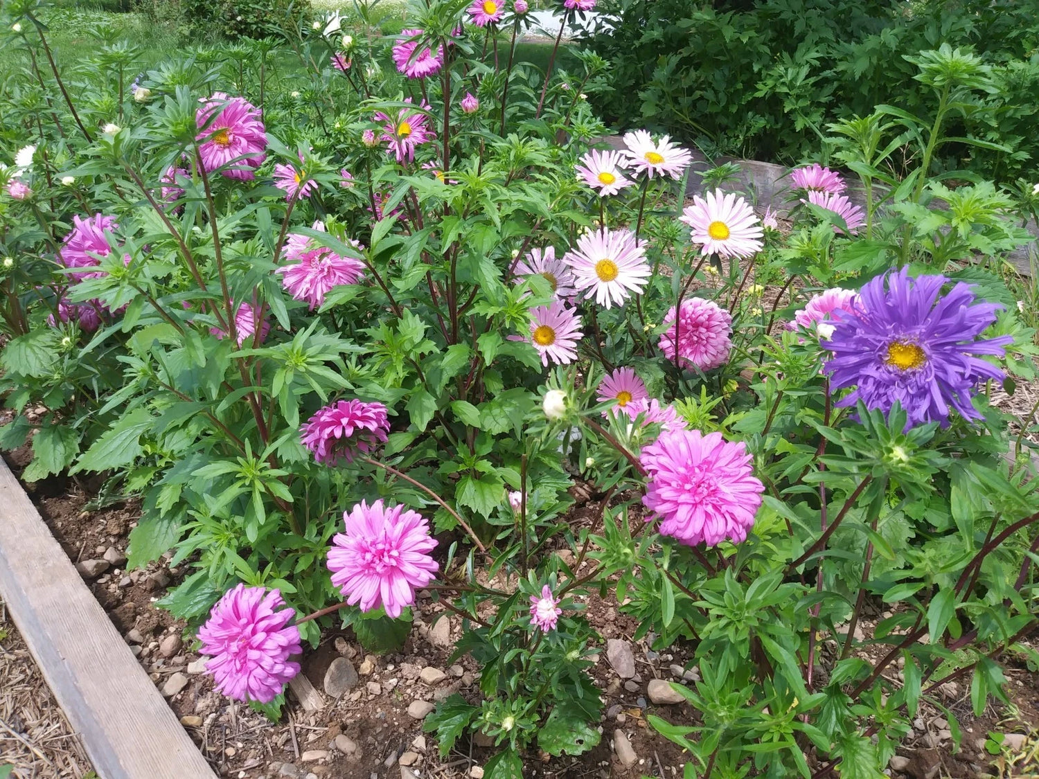 Aster Crego Mix Flower Seeds Aster seeds to plant in your home garden – Heirloom, Non-GMO, High Germination Organic Garden Seeds