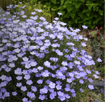 Flax Blue - Prairie Flax - Seeds - Stunning Flowers - Sow Spring or Fall heirloom non-gmo seeds