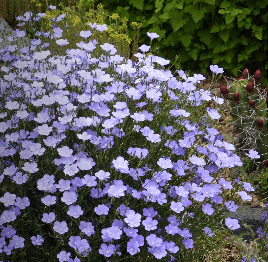 Flax Blue - Prairie Flax - Seeds - Stunning Flowers - Sow Spring or Fall heirloom non-gmo seeds
