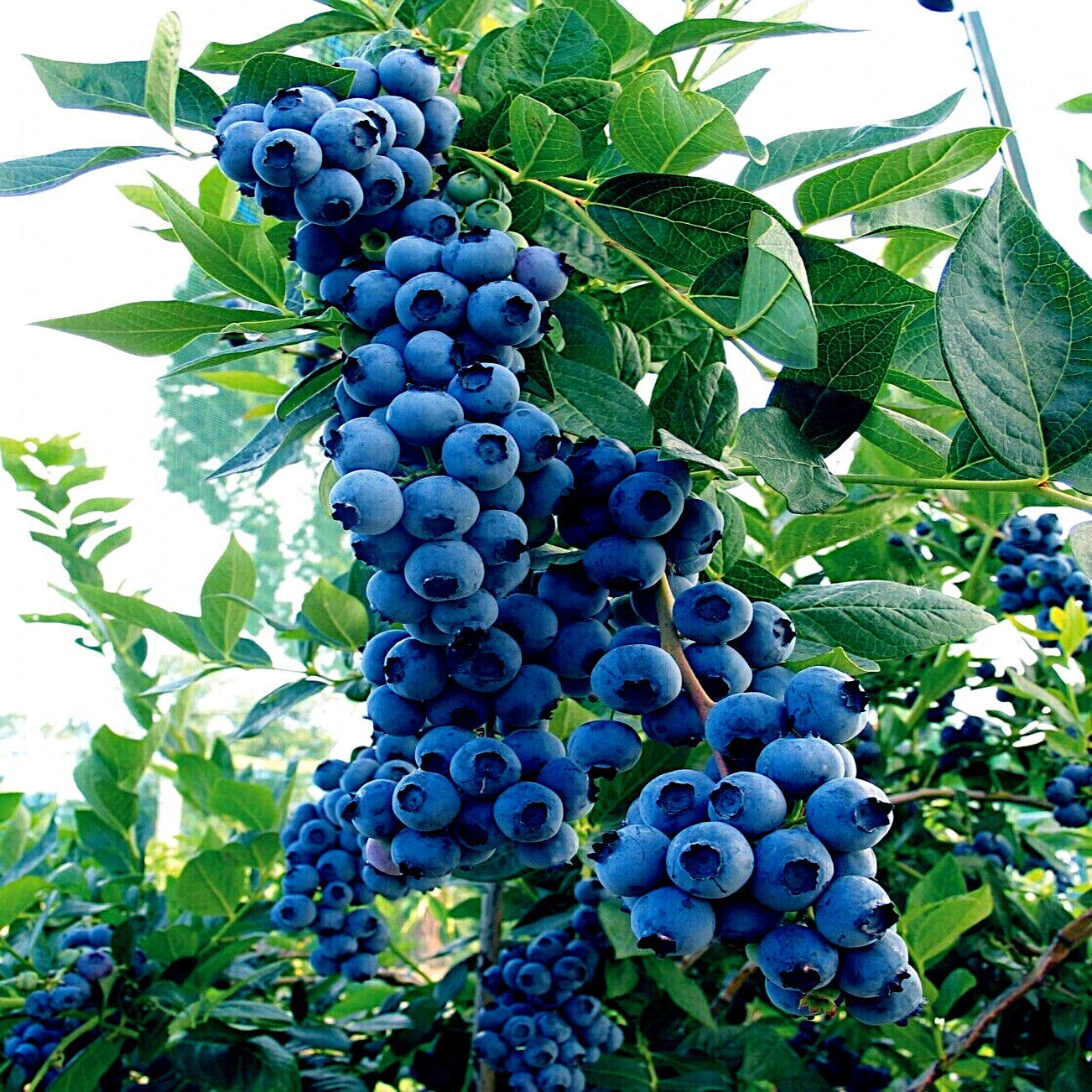 BLUEBERRY TREE SEEDS Jersey Southern Highbush Cold Hardy Garden Fruit Plant – Heirloom, Non-GMO, High Germination Organic Garden Seeds