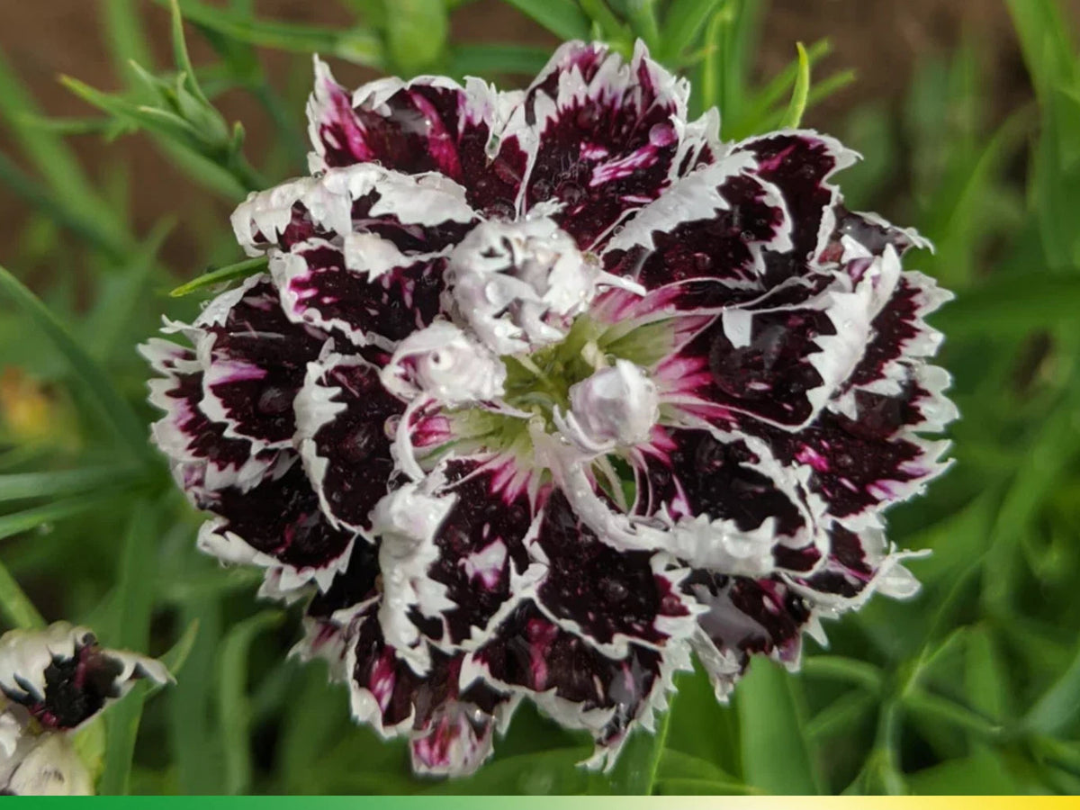 China Pink Black Velvet and Lace Carnations - Dianthus Flowers Seeds heirloom non-gmo seeds