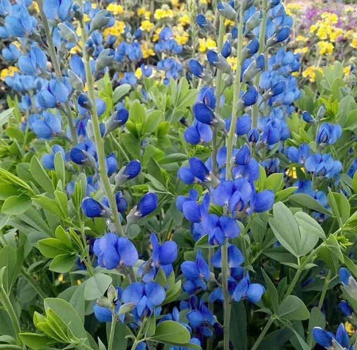 BLUE WILD False INDIGO Seeds Native Wildflower Perennial Nitrogen-Fixing Easy – Heirloom, Non-GMO, High Germination Organic Garden Seeds