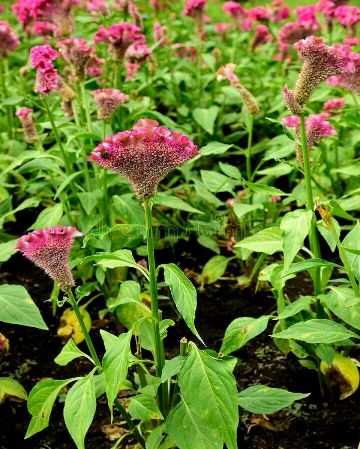 Celosia Cristata Cockscomb Crested Vivid Fuchsia Purple Flower Seeds heirloom non-gmo seeds