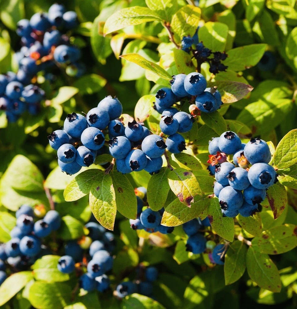 EUROPEAN BLUEBERRY SEEDS RARE AUTUMN LOW BUSH SWEET DELICIOUS – Heirloom, Non-GMO, High Germination Organic Garden Seeds