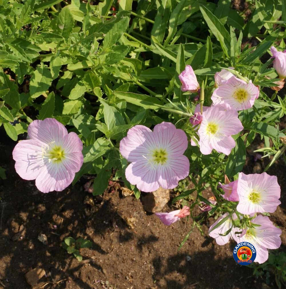 Evening Primrose Pink Ladies Flower Seeds Oenothera Speciosa – Heirloom, Non-GMO, High Germination Organic Garden Seeds