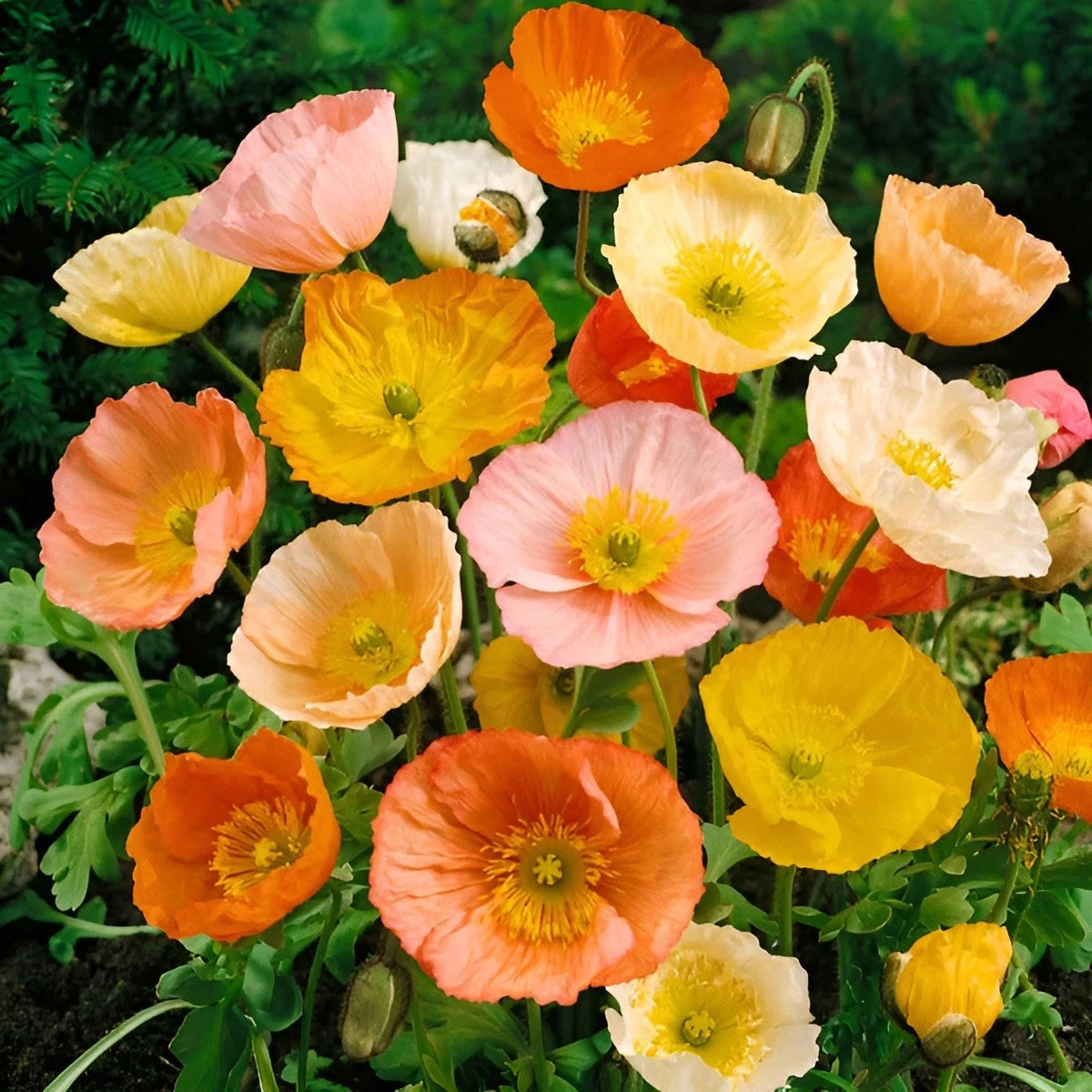 Icelandic Poppy Seeds Papaver nudicaule Stunning White Orange Red Blooms Seeds – Heirloom, Non-GMO, High Germination Organic Garden Seeds