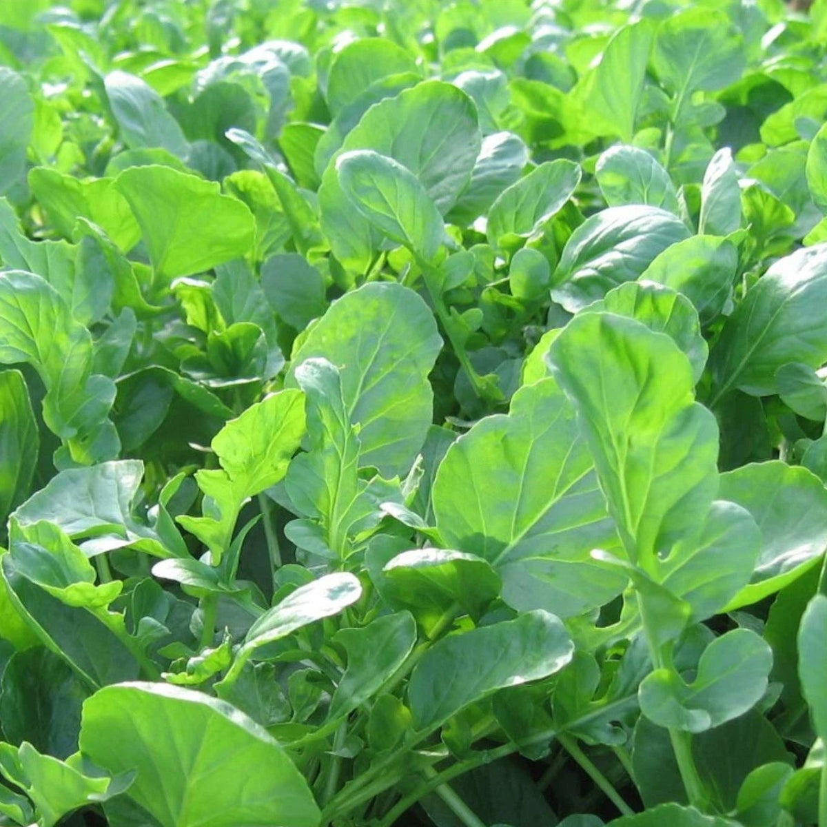 Cress Seeds Upland – Heirloom, Non-GMO, High Germination Organic Garden Seeds