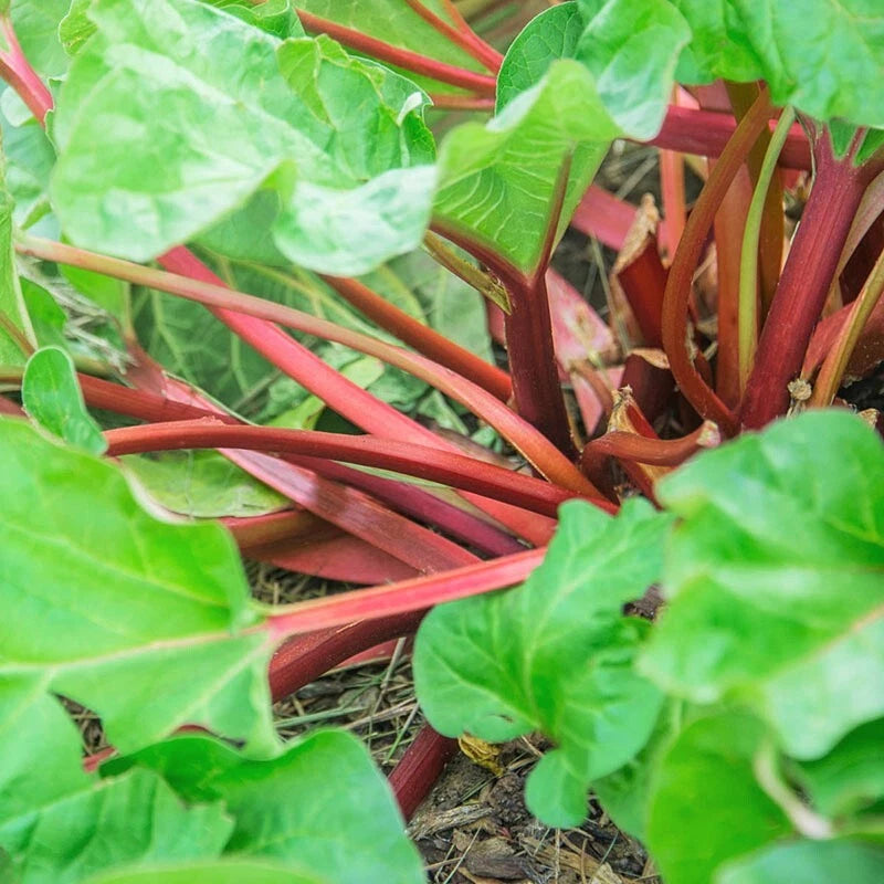 Victoria Rhubarb Seeds Vegetable Red Perennial Seed Shipping heirloom non-GMO seeds