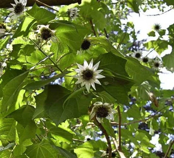 Rojasianthe superba Giant White Sunflower Tree Seeds – Heirloom, Non-GMO, High Germination Organic Garden Seeds