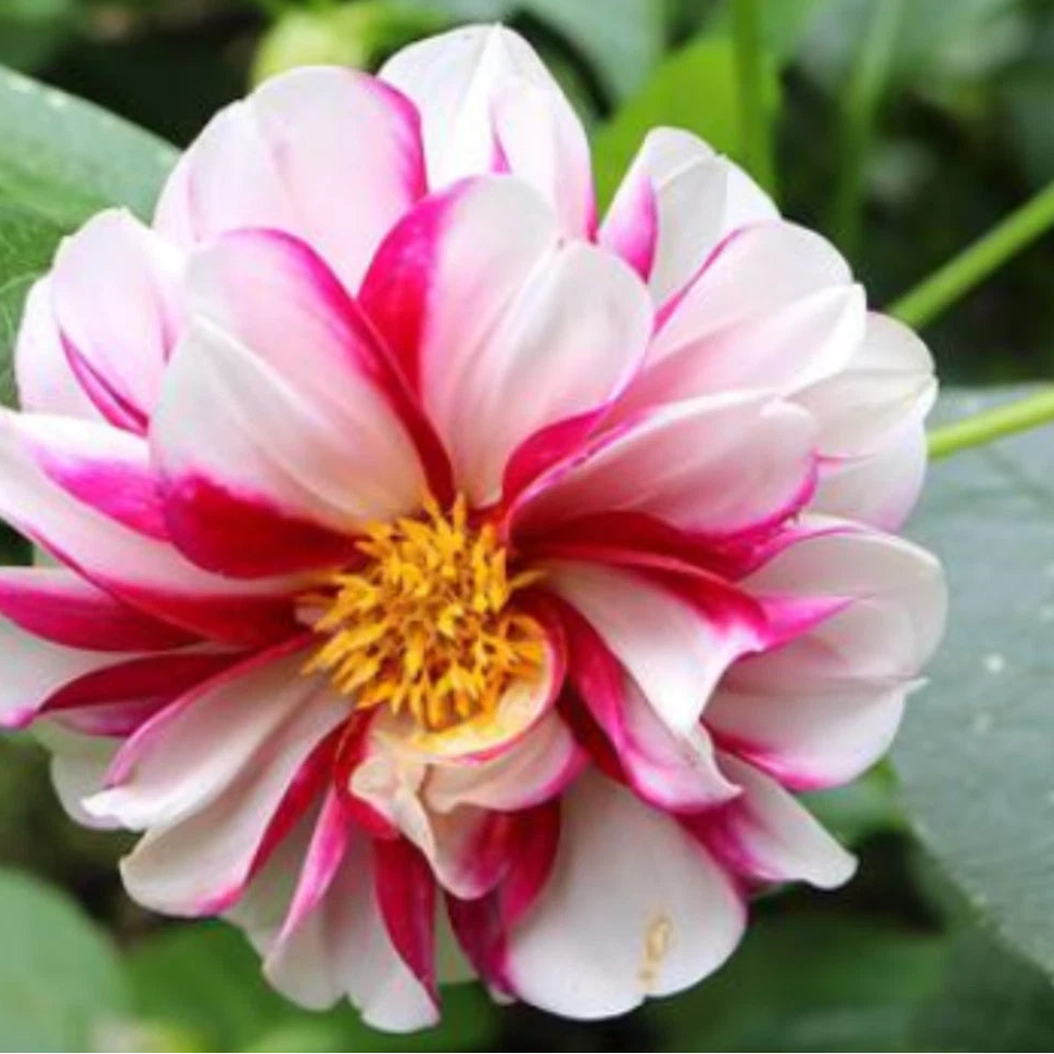 Edge of Joy Dahlia Perennial Flower Seeds D087 – Heirloom, Non-GMO, High Germination Organic Garden Seeds