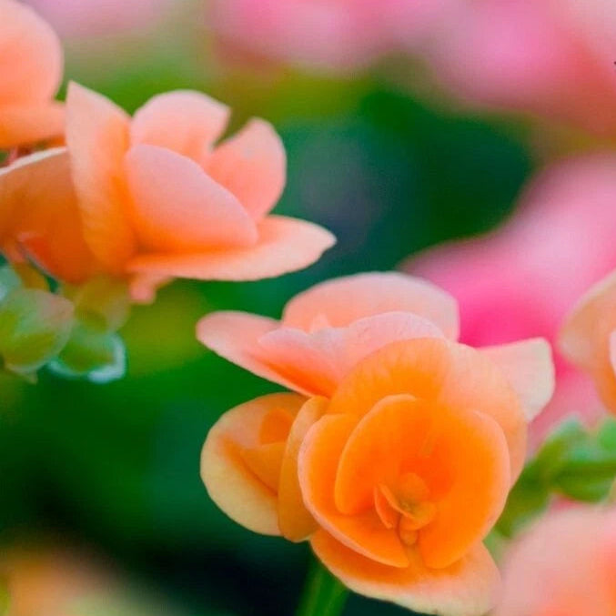 Amber Allure Begonia Seeds or Seeds Flower Flower Seeds – Heirloom, Non-GMO