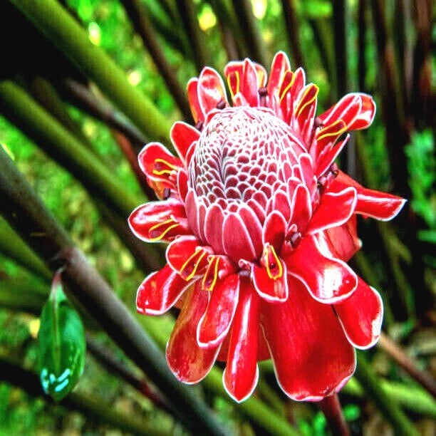RED TORCH Ginger Seeds Etlingera elatior Flower Tropical Garden Plant RARE – Heirloom, Non-GMO, High Germination Organic Garden Seeds