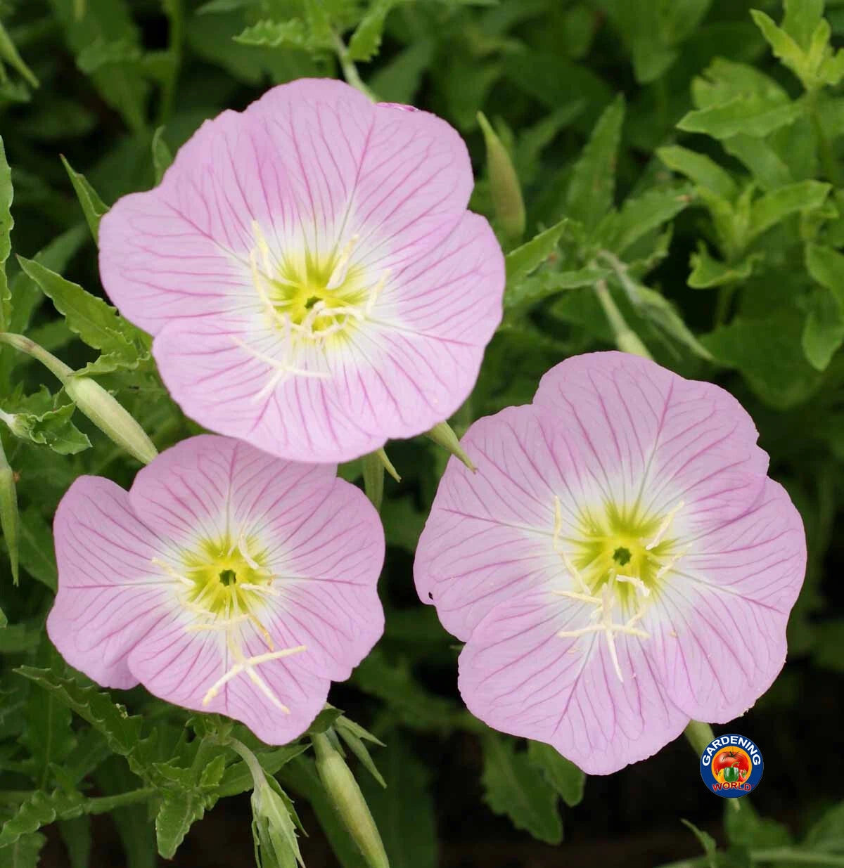 Evening Primrose Pink Ladies Flower Seeds Oenothera Speciosa – Heirloom, Non-GMO