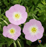 Evening Primrose Pink Ladies Flower Seeds Oenothera Speciosa – Heirloom, Non-GMO