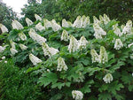 Oakleaf Hydrangea Hydrangea Quercifolia Seeds Showy Fall Color heirloom non-gmo seeds