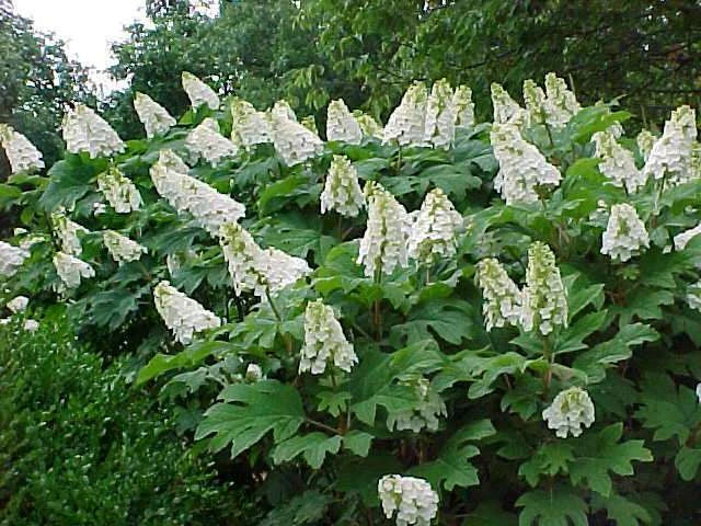 Oakleaf Hydrangea Hydrangea Quercifolia Seeds Showy Fall Color heirloom non-gmo seeds