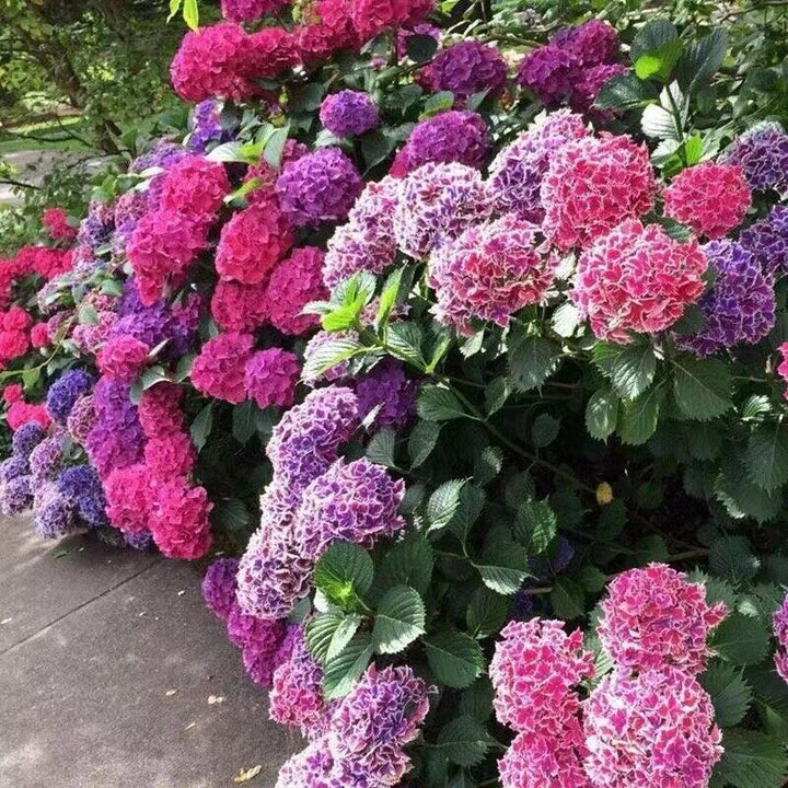 Purple Vanilla Fraise Flower Seeds for Planting - 100 pcs