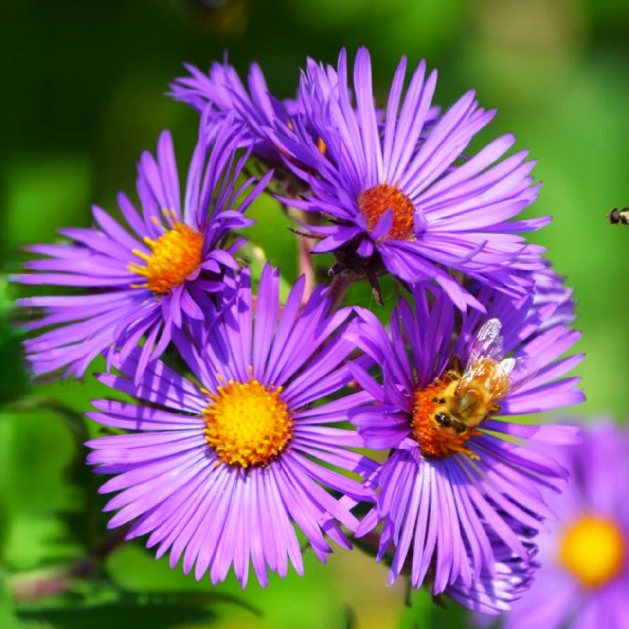 Tahoka Daisy Seeds Purple Prairie Tansy Leaf Aster Wildflower Flower Seed Bellis perennis heirloom non-gmo seeds